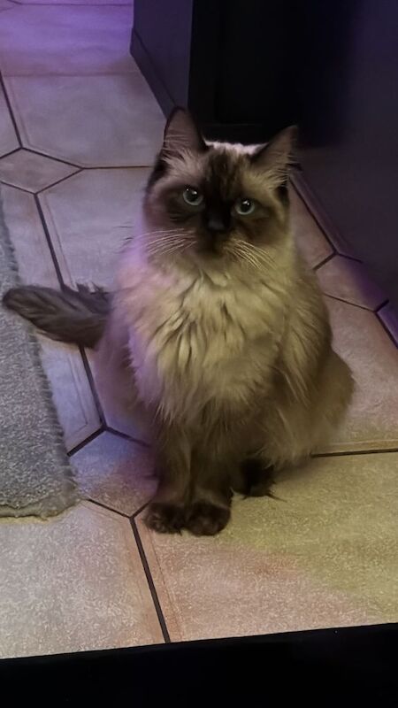 Ragdoll - 2 years - Image 4 of 4