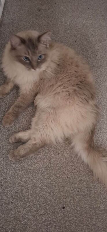 ragdoll 2 years old male.