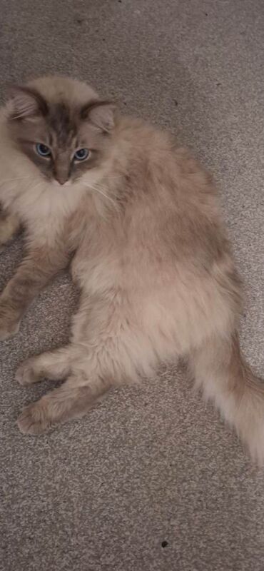ragdoll 2 years old male. - Image 2 of 4