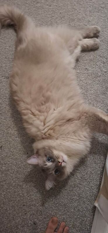 ragdoll 2 years old male. - Image 3 of 4