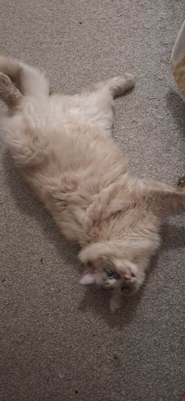 ragdoll 2 years old male. - Image 4 of 4