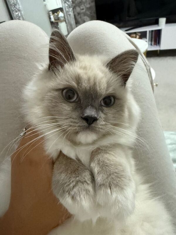 Ragdoll kittens for sale in Burnham, Buckinghamshire – 9 months old