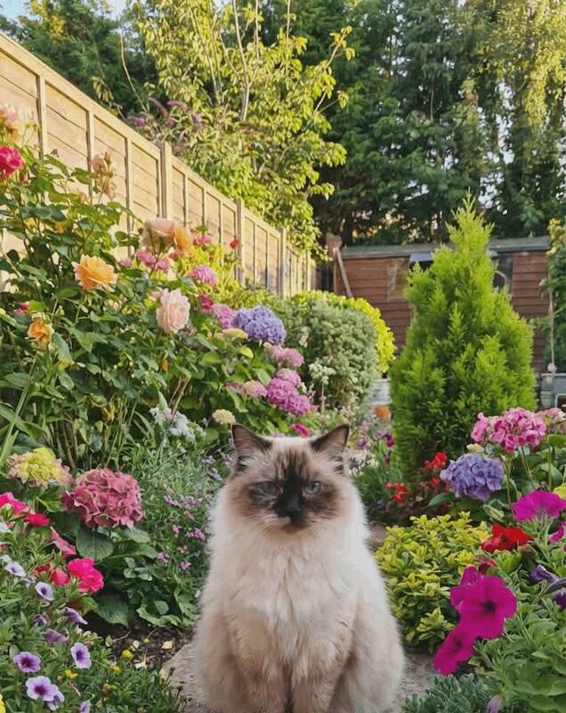 Ragdoll Kittens For Sale