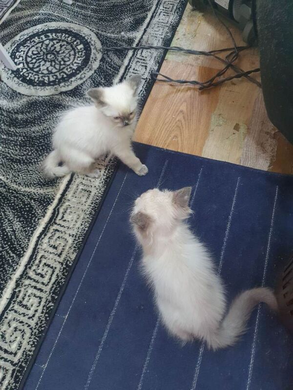 Ragdoll Kittens For Sale