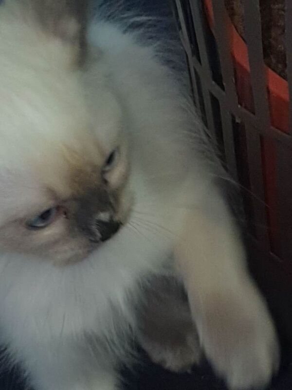 Ragdoll - Image 2 of 5