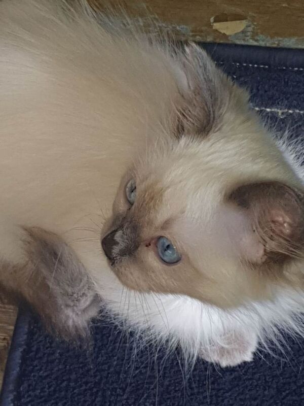 Ragdoll - Image 3 of 5