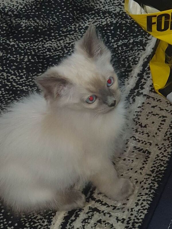 Ragdoll - Image 4 of 5