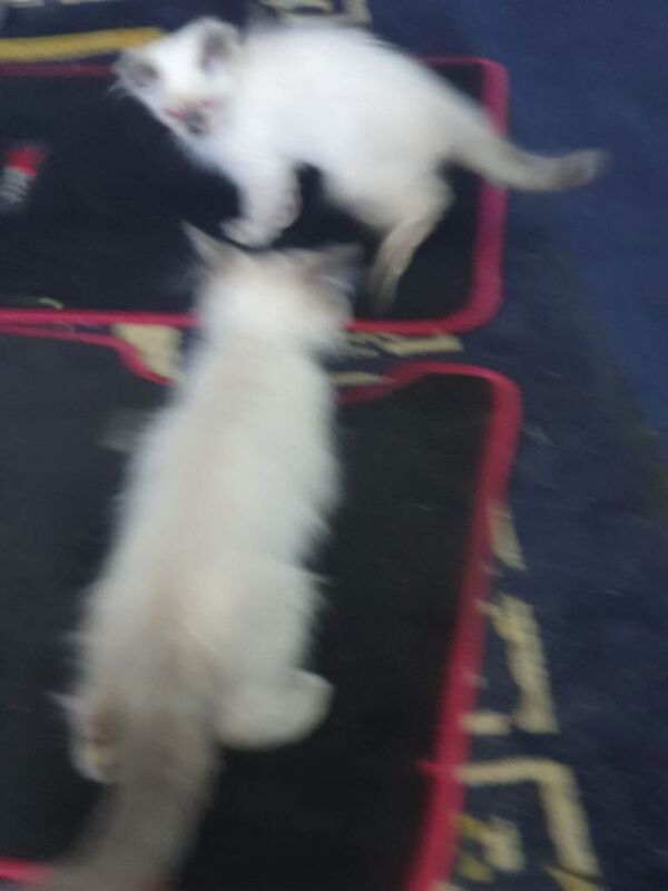 Ragdoll - Image 5 of 5
