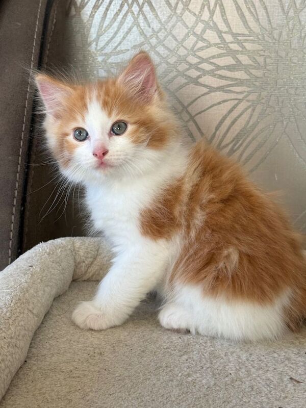 Ragdoll