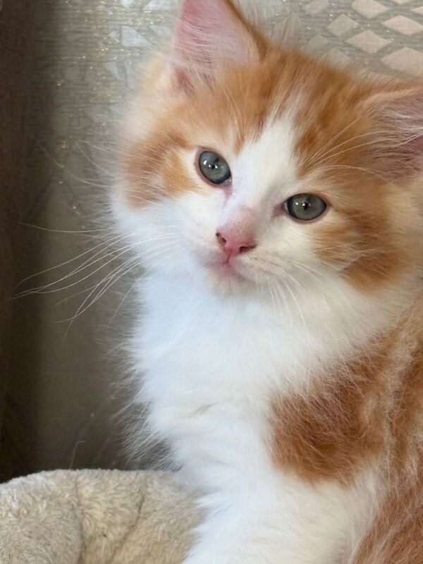 Ragdoll - Image 2 of 5