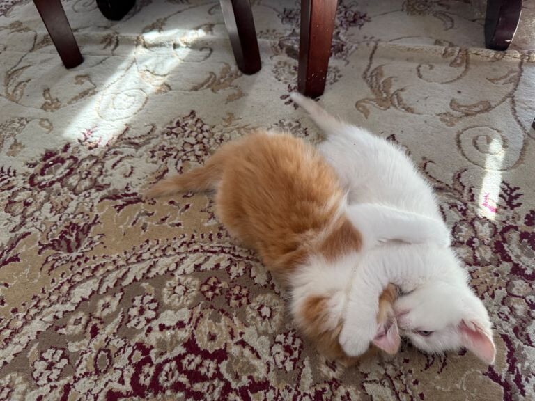Ragdoll - Image 3 of 5