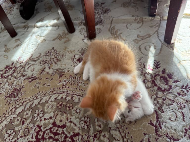 Ragdoll - Image 4 of 5