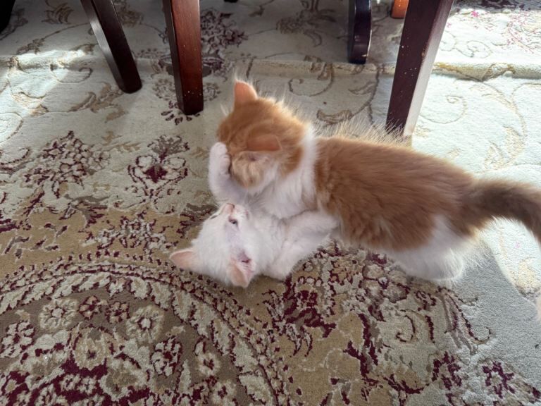 Ragdoll - Image 5 of 5