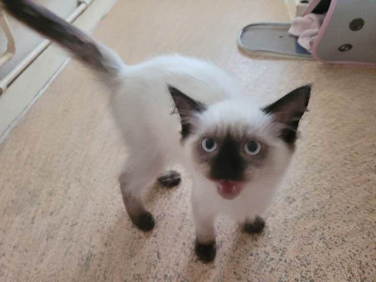 Ragdoll - Image 2 of 3