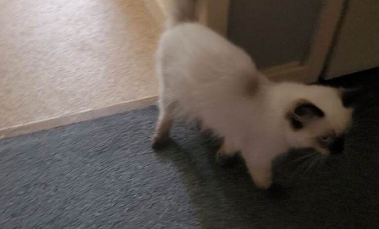 Ragdoll - Image 3 of 3