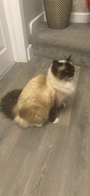 Ragdoll kittens for sale in Sheffield, South Yorkshire – 3 years old