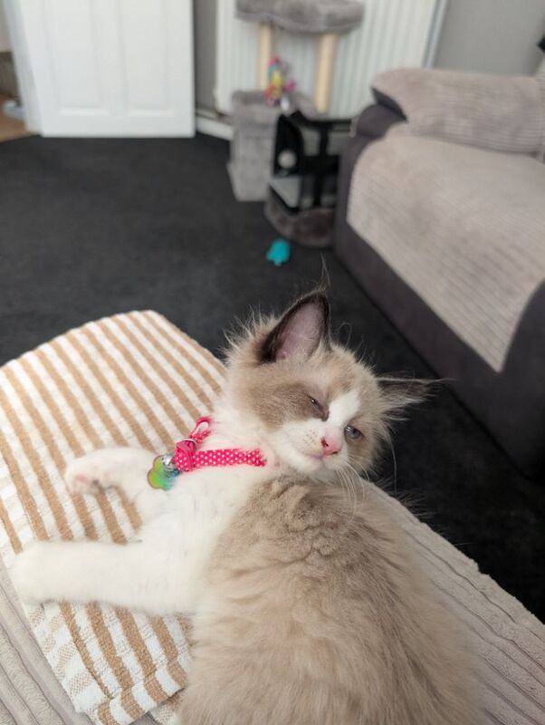 Ragdoll