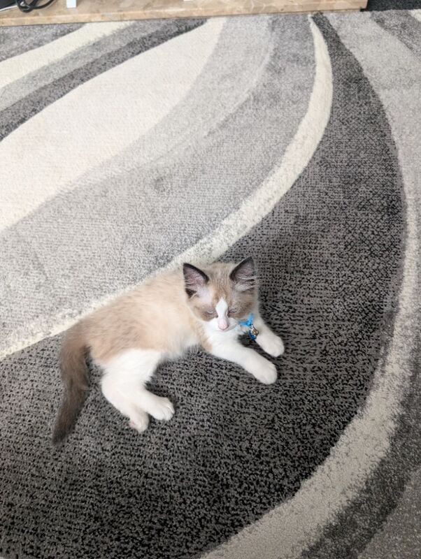 Ragdoll - Image 2 of 3