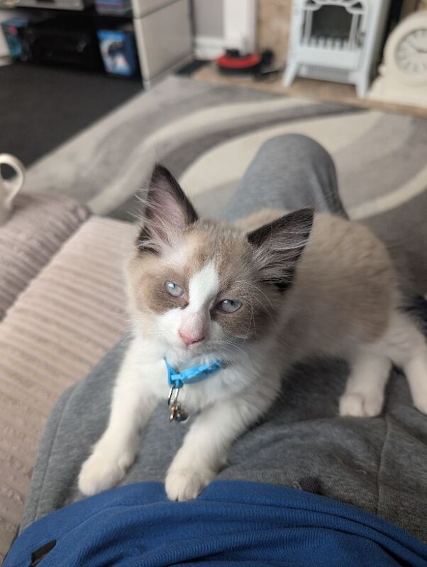 Ragdoll - Image 3 of 3