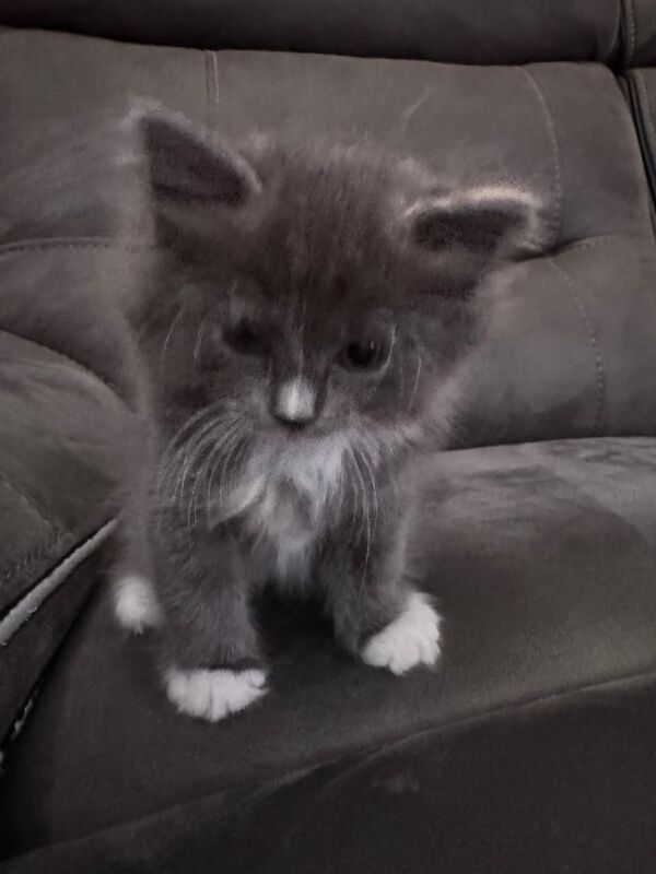 Ragdoll and british long hair kittens for sale in Barking, Greater London