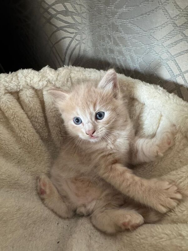 Ragdoll and british long hair kittens for sale in Barking, Greater London | Image 2