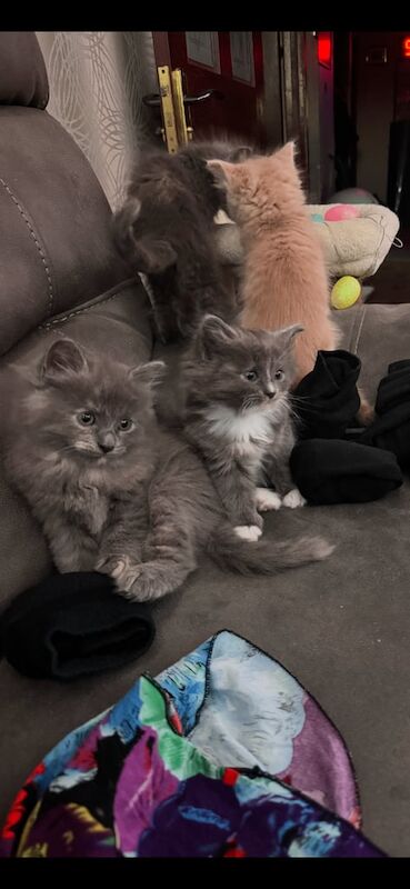 Ragdoll and british long hair kittens for sale in Barking, Greater London | Image 3