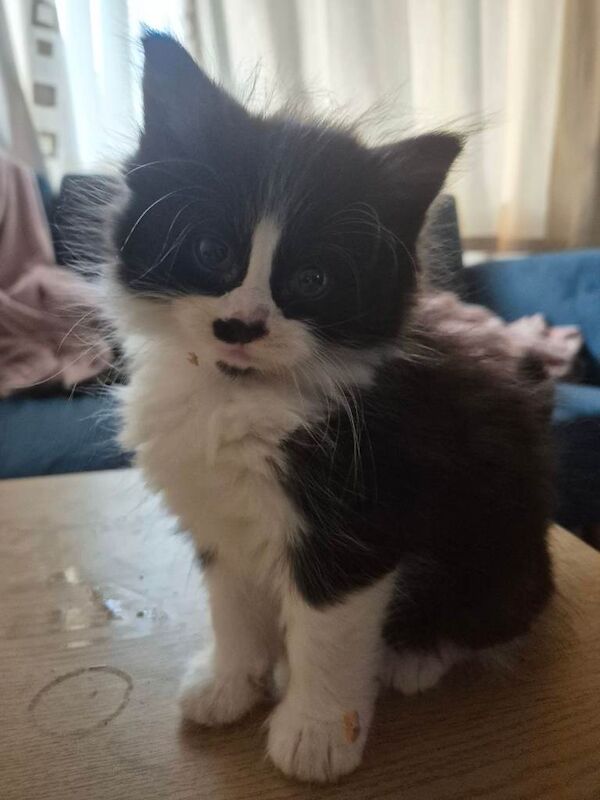 Ragdoll kittens for sale in High Wycombe, Buckinghamshire – 7 weeks old