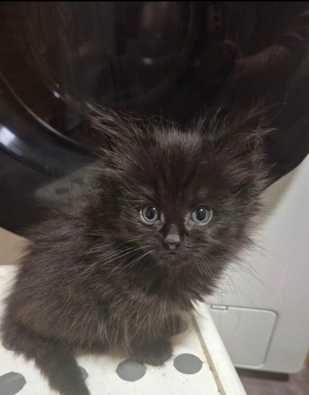 Ragdoll kittens for sale in High Wycombe, Buckinghamshire – 7 weeks old - Image 2 of 4