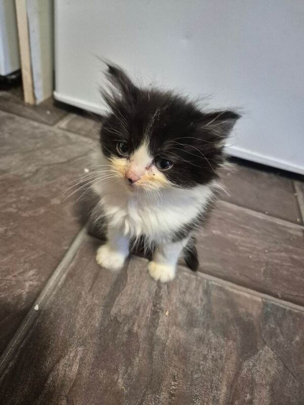 Ragdoll kittens for sale in High Wycombe, Buckinghamshire – 7 weeks old - Image 3 of 4