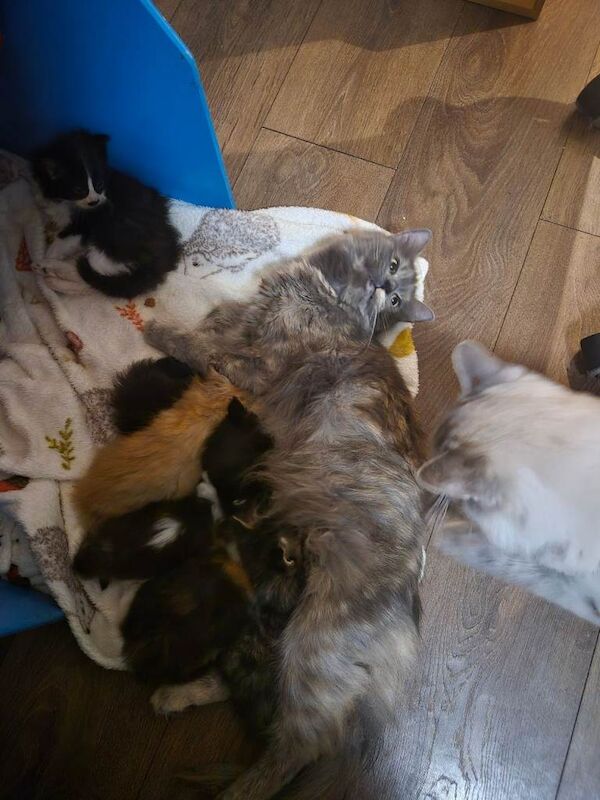 Ragdoll kittens for sale in High Wycombe, Buckinghamshire – 7 weeks old - Image 4 of 4