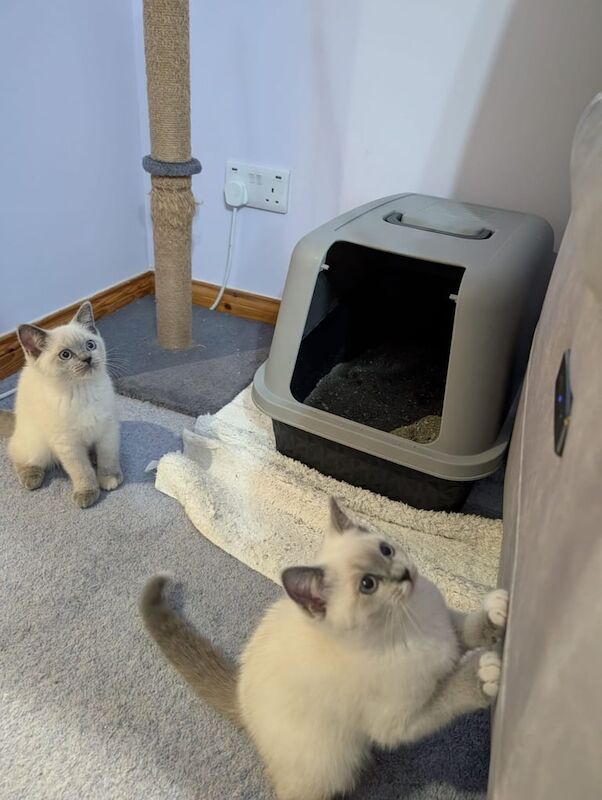 Ragdoll kittens for sale in Mintlaw, Aberdeenshire – 11 weeks old - Image 3 of 5