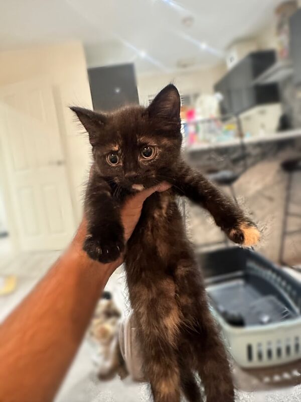 Ragdoll kittens for sale in Bradford, West Yorkshire – 8 weeks old