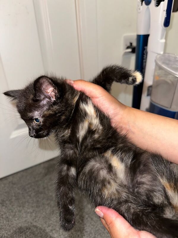 Ragdoll kittens for sale in Bradford, West Yorkshire – 8 weeks old - Image 3 of 3