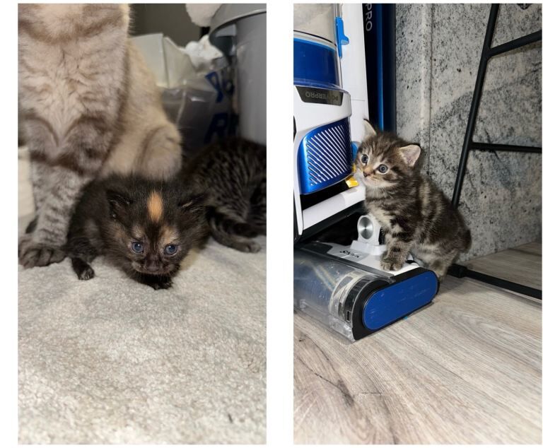 Ragdoll kittens for sale in Bradford, West Yorkshire β 5 weeks old