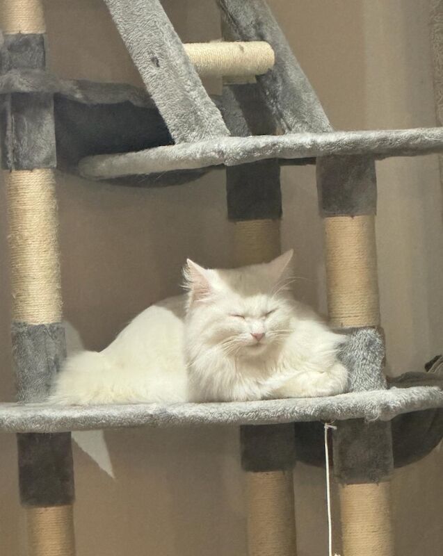 Ragdoll angora cross male and female for sale in Essex