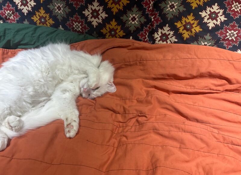 Ragdoll angora cross male and female for sale in Essex | Image 2