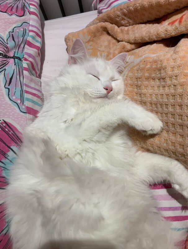 Ragdoll angora cross male and female for sale in Essex | Image 3