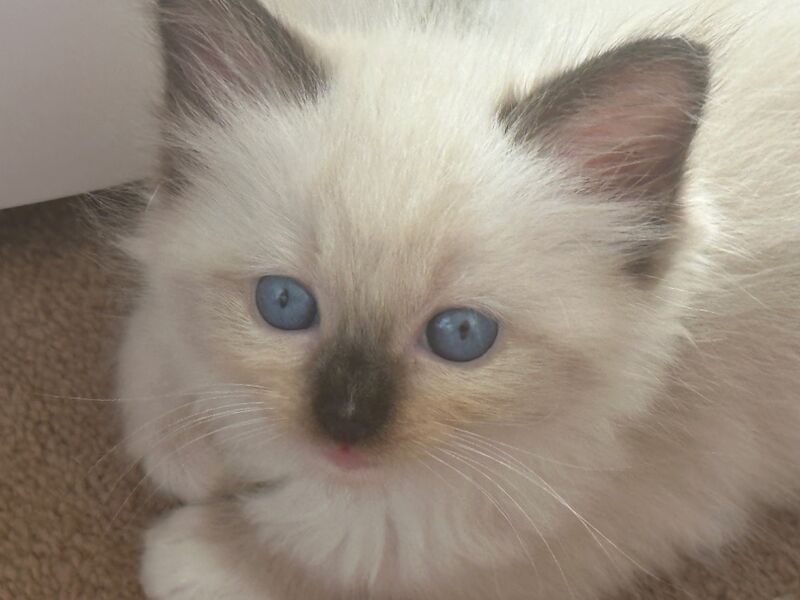 Ragdoll kittens for sale in CA8 7LF – 5 weeks old