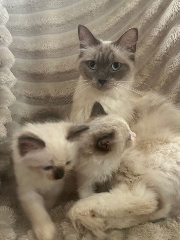 Ragdoll kittens for sale in CA8 7LF – 5 weeks old - Image 2 of 5