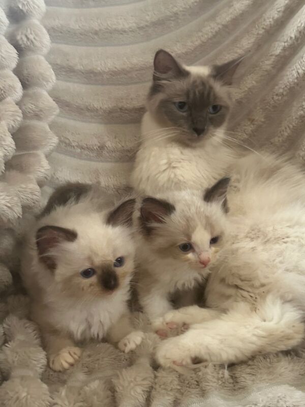 Ragdoll kittens for sale in CA8 7LF – 5 weeks old - Image 3 of 5