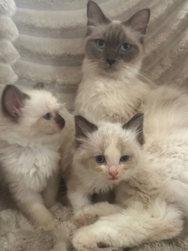 Ragdoll kittens for sale in CA8 7LF – 5 weeks old - Image 4 of 5