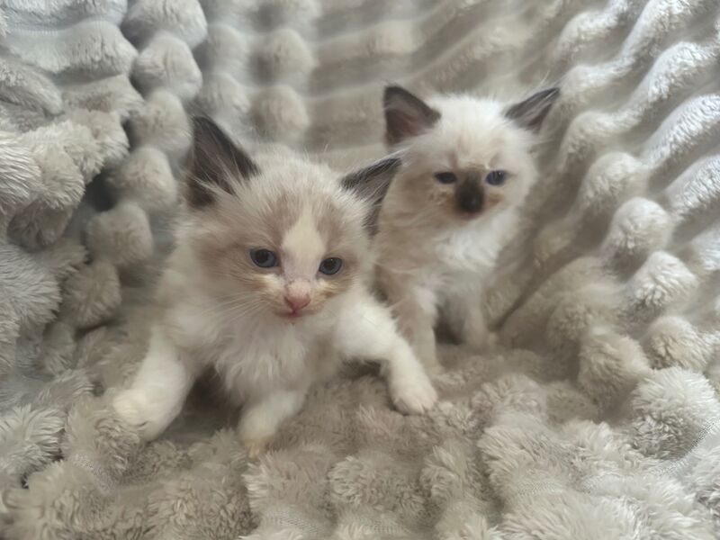 Ragdoll kittens for sale in CA8 7LF – 5 weeks old - Image 5 of 5