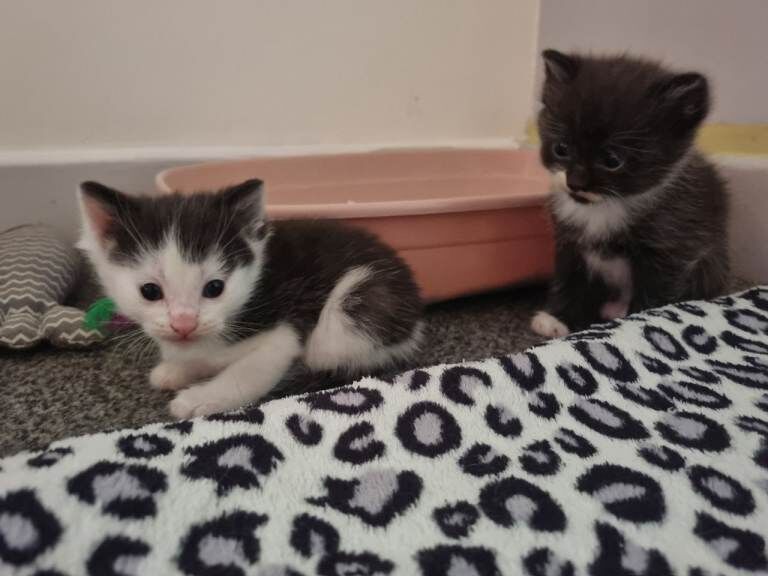 Ragdoll/Blue Russian kittens