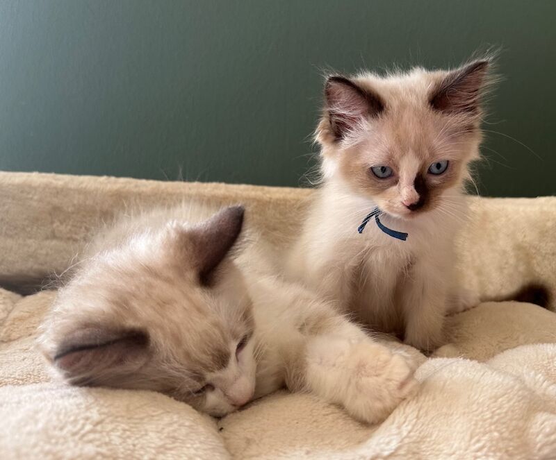 Ragdoll kittens for sale in Brampton, Cumbria – 10 weeks old