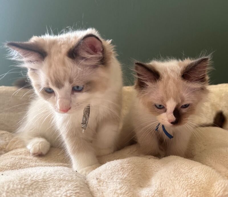 Ragdoll kittens for sale in Brampton, Cumbria – 10 weeks old - Image 2 of 4
