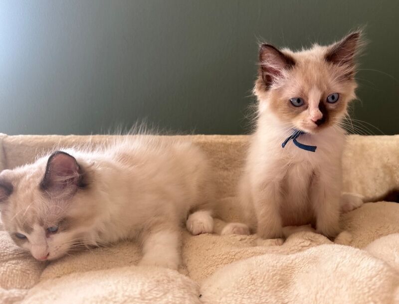 Ragdoll kittens for sale in Brampton, Cumbria – 10 weeks old - Image 3 of 4