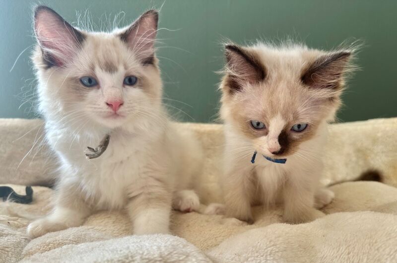 Ragdoll kittens for sale in Brampton, Cumbria – 10 weeks old - Image 4 of 4