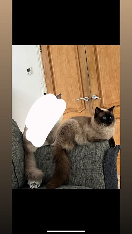 Ragdoll kittens for sale in Cheadle, Greater Manchester – 11 months old