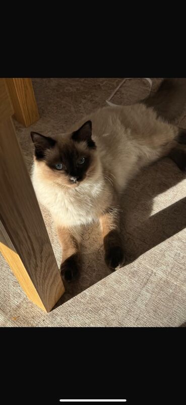 Ragdoll kittens for sale in Cheadle, Greater Manchester – 11 months old - Image 2 of 3