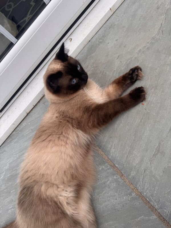 Ragdoll kittens for sale in Cheadle, Greater Manchester – 11 months old - Image 3 of 3